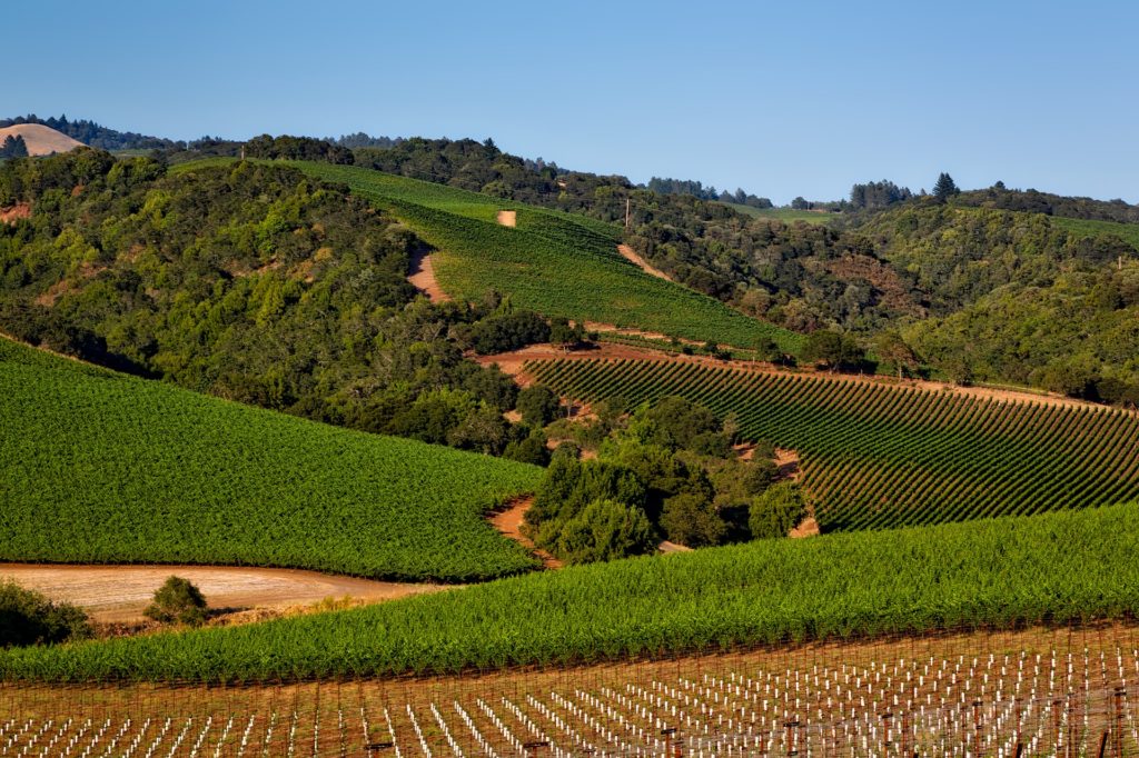 Napa Valley, wine field